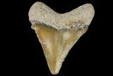 Bone Valley Megalodon Tooth - Florida #99836-1
